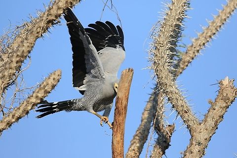 Madagascan Harrier Hawk. 1 This photo is in a set of 4 this being the first image where you can see the Harrier trying to dig a cockroach out of the spiny tree. Geotagged,Madagascar,Madagascar harrier-hawk,Polyboroides radiatus,Winter