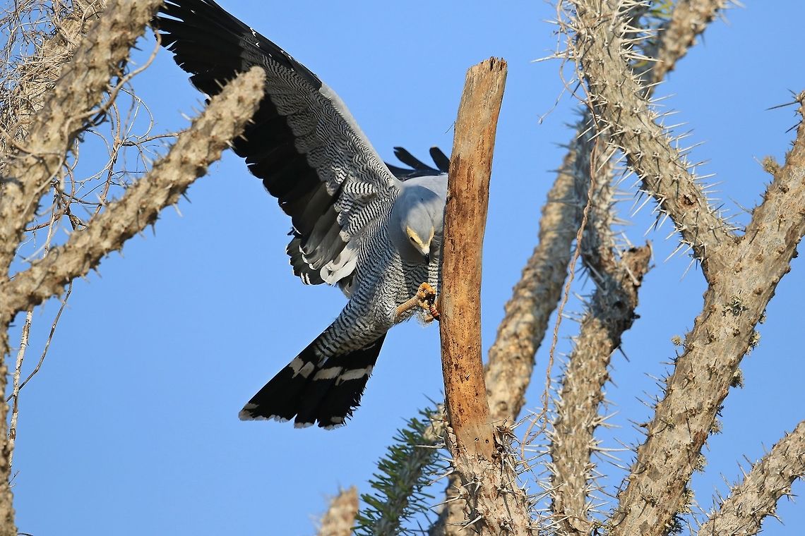 Madagascan Harrier Hawk 2. In this photo you can see the Harrier delicately extracting the cockroach from the spiny branch between two very sharp talons. Geotagged,Madagascar,Madagascar harrier-hawk,Polyboroides radiatus,Winter
