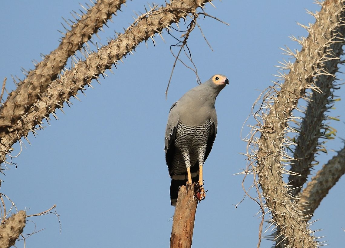 Madagascan Harrier Hawk.3 In this pic you can see the roach has been pulled from the tree and is  being held in the talons of the Harrier. This Harrier called in its mate and gave up the roach. Geotagged,Madagascar,Madagascar harrier-hawk,Polyboroides radiatus,Winter