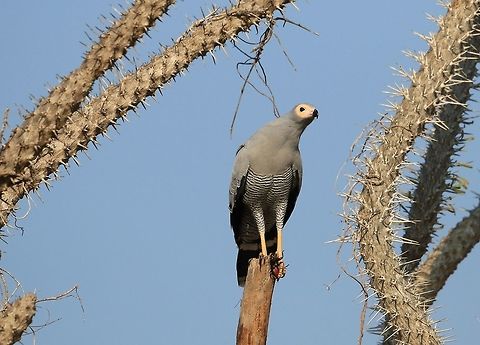 Madagascan Harrier Hawk.3 In this pic you can see the roach has been pulled from the tree and is  being held in the talons of the Harrier. This Harrier called in its mate and gave up the roach. Geotagged,Madagascar,Madagascar harrier-hawk,Polyboroides radiatus,Winter