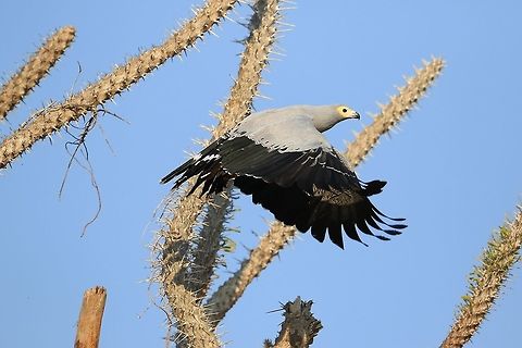 Madagascan Harrier Hawk.4 Off to find another roach. Geotagged,Madagascar,Madagascar harrier-hawk,Polyboroides radiatus,Winter