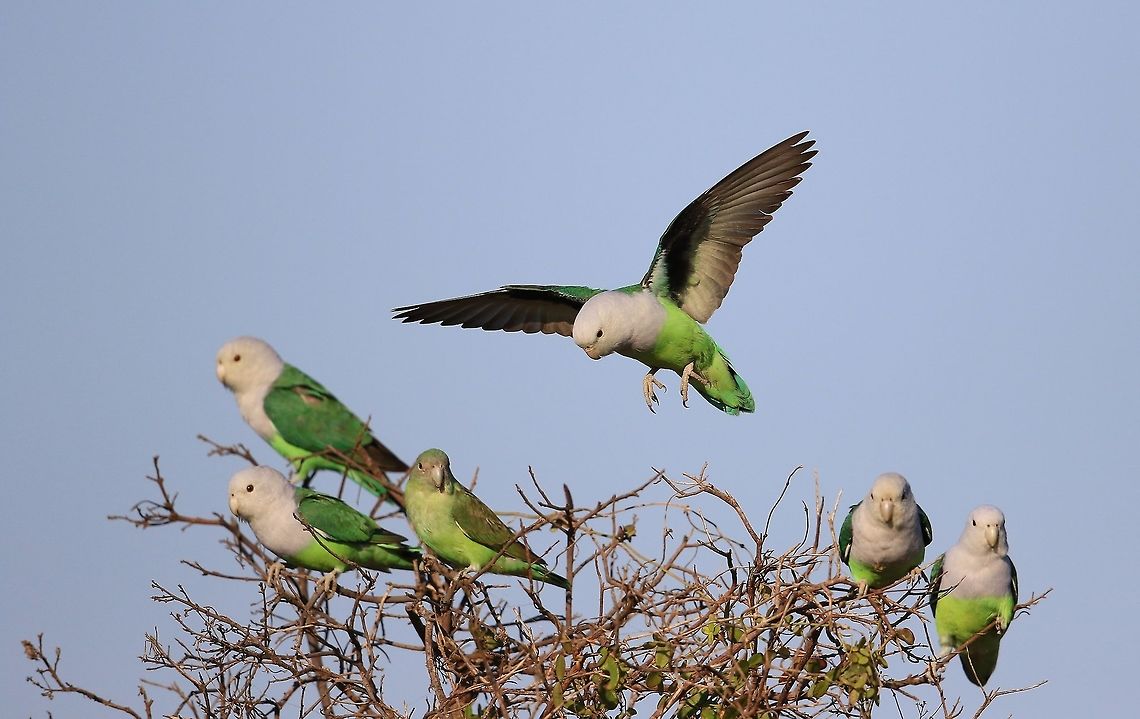 Grey Headed Lovebirds. Comming into water hole for drink. Agapornis canus,Geotagged,Grey-headed lovebird,Madagascar,Winter