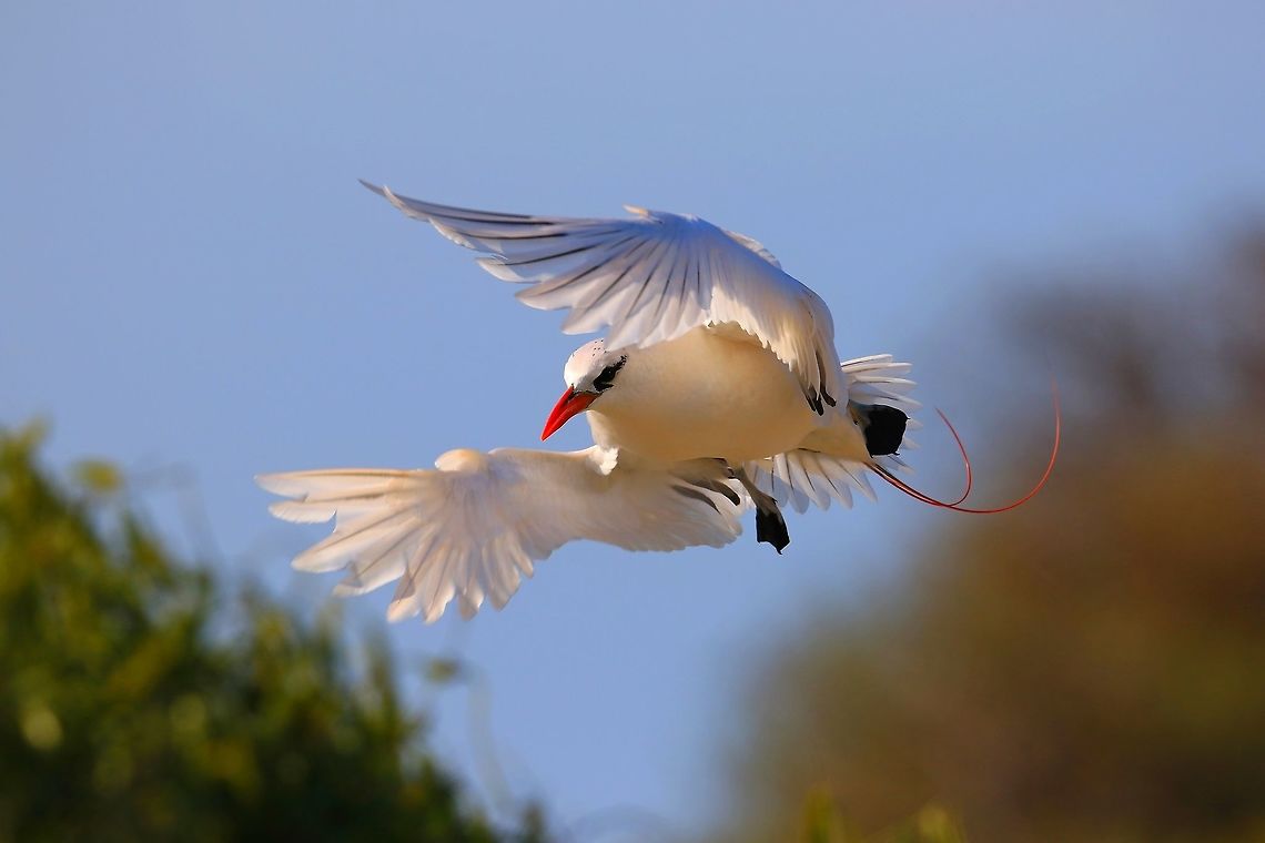 Red Tailed Tropicbird. Male tropic bird landing at sunset. Geotagged,Madagascar,Phaethon rubricauda,Red-tailed tropicbird,Winter