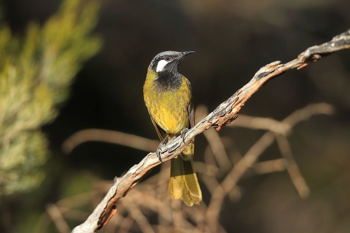 White Eared Honeyeater.  Australia,Geotagged,Nesoptilotis leucotis,White-eared honeyeater