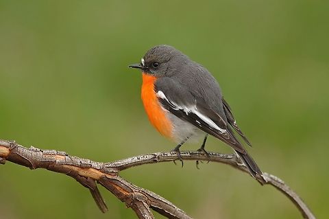 Flame Robin. (Male)  Australia,Flame robin,Geotagged,Petroica phoenicea