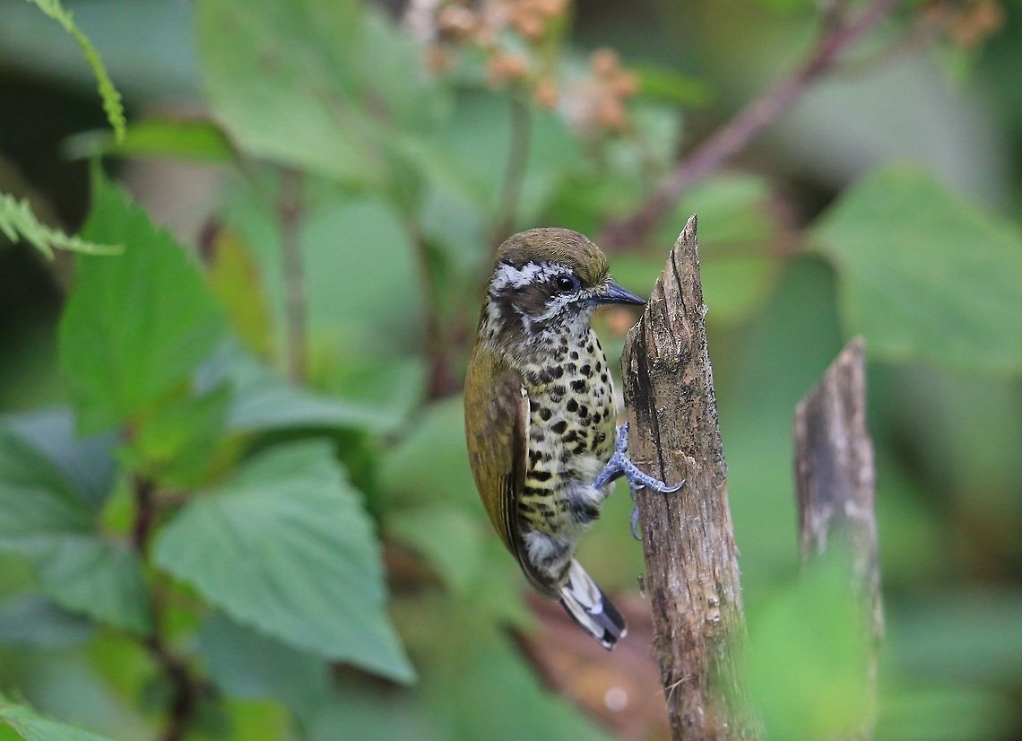 Speckled Piculet. Took the image in a small village garden high up in the Annapurna Mountains. Geotagged,Nepal,Picumnus innominatus,Speckled piculet,Spring