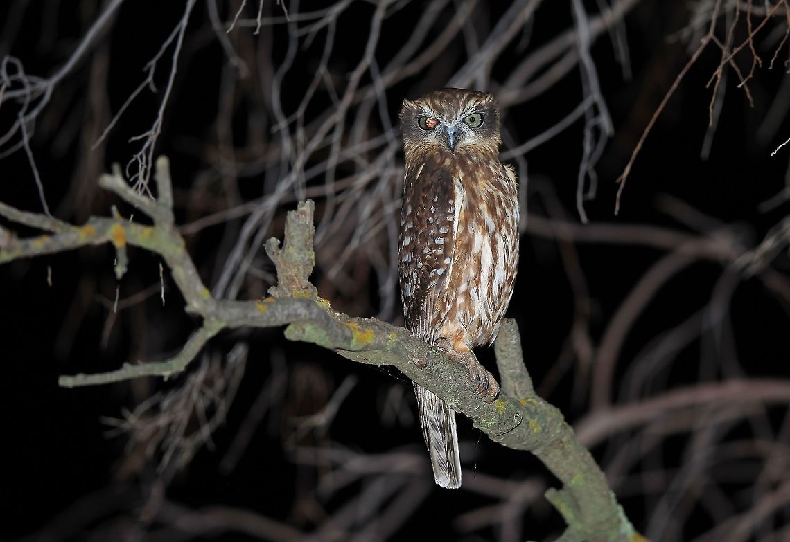 One eyed Southern Boobook Owl. I reckon this little owl proberbly lost the eye while hunting or maybe got into some sort of fight. Australia,Geotagged,Morepork,Ninox novaeseelandiae