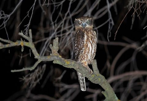 One eyed Southern Boobook Owl. I reckon this little owl proberbly lost the eye while hunting or maybe got into some sort of fight. Australia,Geotagged,Morepork,Ninox novaeseelandiae