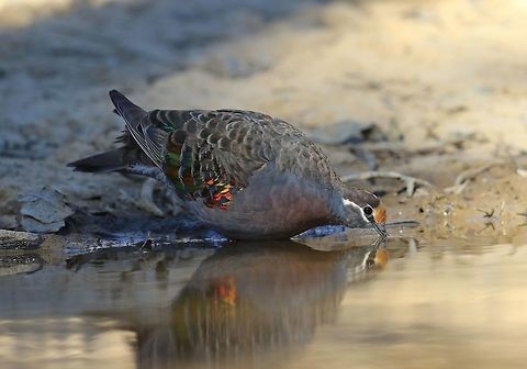 Common Bronzewing Pigeon. These birds are very timid one move and they are gone. Australia,Common Bronzewing,Fall,Geotagged,Phaps chalcoptera