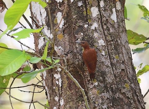 Rufous Woodpecker.  Geotagged,Micropternus brachyurus,Nepal,Rufous woodpecker,Spring