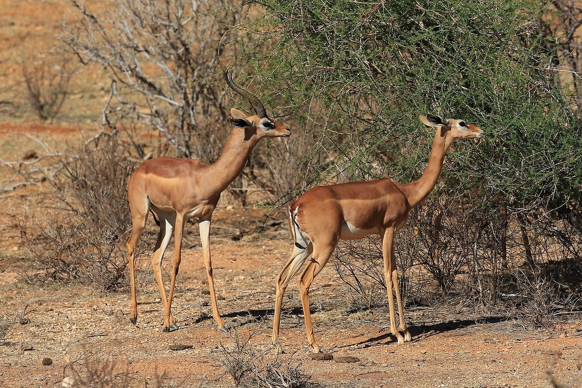 Gerenuk  Antelope. Took this image in Kenya. Fall,Geotagged,Gerenuk,Kenya,Litocranius walleri