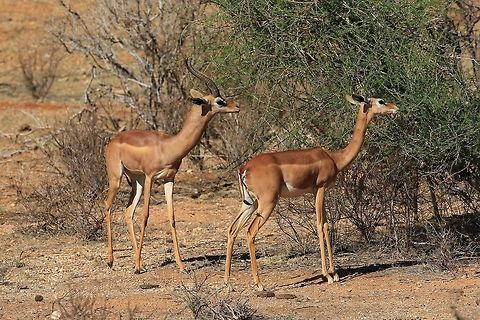 Gerenuk  Antelope. Took this image in Kenya. Fall,Geotagged,Gerenuk,Kenya,Litocranius walleri