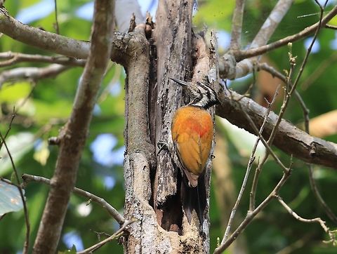Himalayan Flameback. This is the female Flameback less the red on the crown. Dinopium shorii,Geotagged,Himalayan flameback,Nepal,Spring