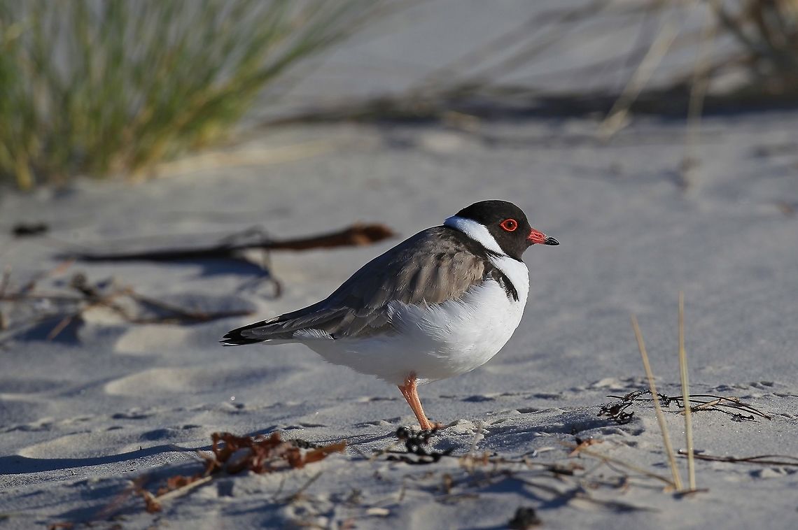Hooded Plover. This bird is on the vulnerable list, it nests on the sandy beaches and has to compete with people dogs etc. Australia,Geotagged,Hooded dotterel,Thinornis cucullatus,Winter