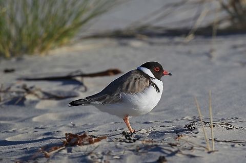 Hooded Plover. This bird is on the vulnerable list, it nests on the sandy beaches and has to compete with people dogs etc. Australia,Geotagged,Hooded dotterel,Thinornis cucullatus,Winter