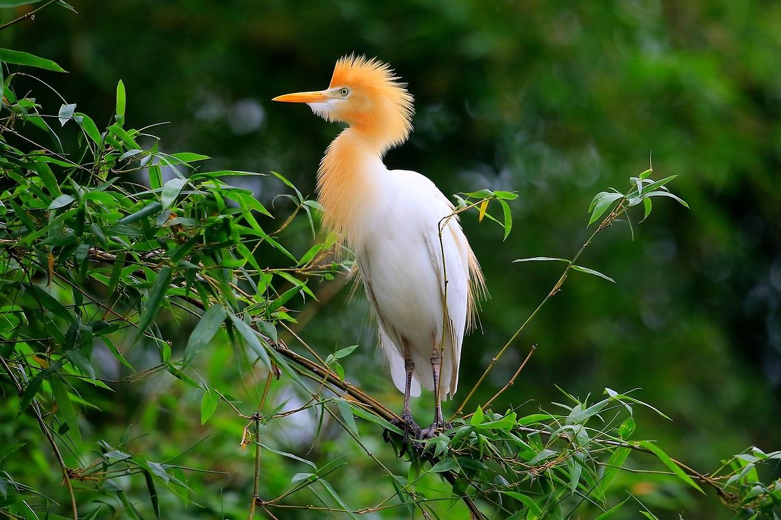 Cattle Egret. Image taken in Nepal. Male in full breeding plumage. Bubulcus ibis,Cattle egret,Geotagged,Nepal,Spring