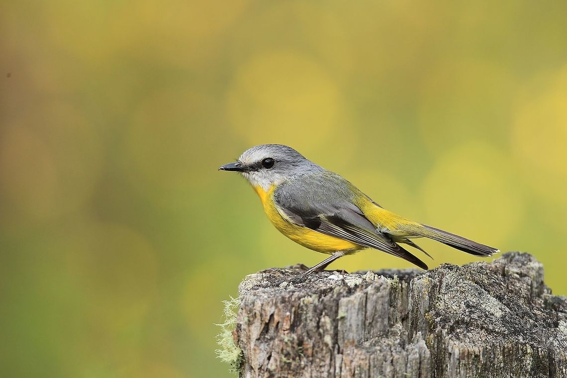Eastern Yellow Robin. Male Robin in breeding plumage. Australia,Eastern Yellow Robin,Eopsaltria australis,Geotagged