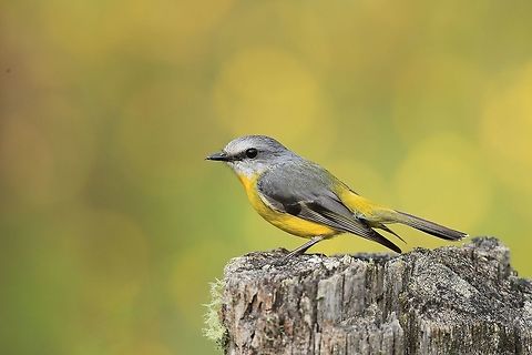Eastern Yellow Robin. Male Robin in breeding plumage. Australia,Eastern Yellow Robin,Eopsaltria australis,Geotagged