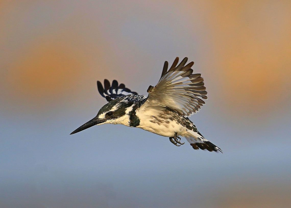 Pied Kingfisher. One of the most popular kingfishers in Kenya. Ceryle rudis,Geotagged,Kenya,Pied Kingfisher,Spring