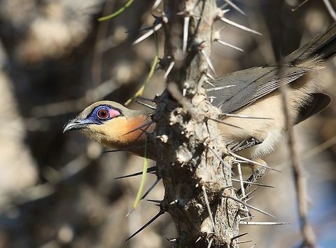 Running Coua. I,m not too sure how these coua,s move through the prickle forest so fast and not stick a thorn into their leg or body. Coua cursor,Geotagged,Madagascar,Running coua,Winter