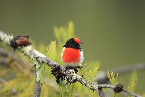 Red Capped Robin. This is the male Red capped Robin has been know to land on the end of your lens, very cheeky. Australia,Geotagged,Petroica goodenovii,Red-capped robin