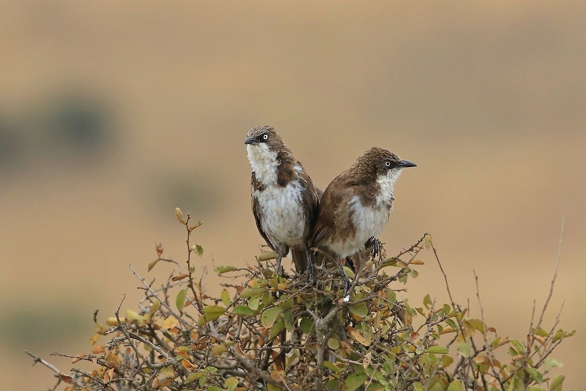 Northern Pied Babbler. Seems to be a common bird around Kenya. Fall,Geotagged,Kenya,Northern pied babbler,Turdoides hypoleuca