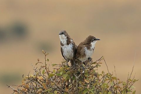 Northern Pied Babbler. Seems to be a common bird around Kenya. Fall,Geotagged,Kenya,Northern pied babbler,Turdoides hypoleuca