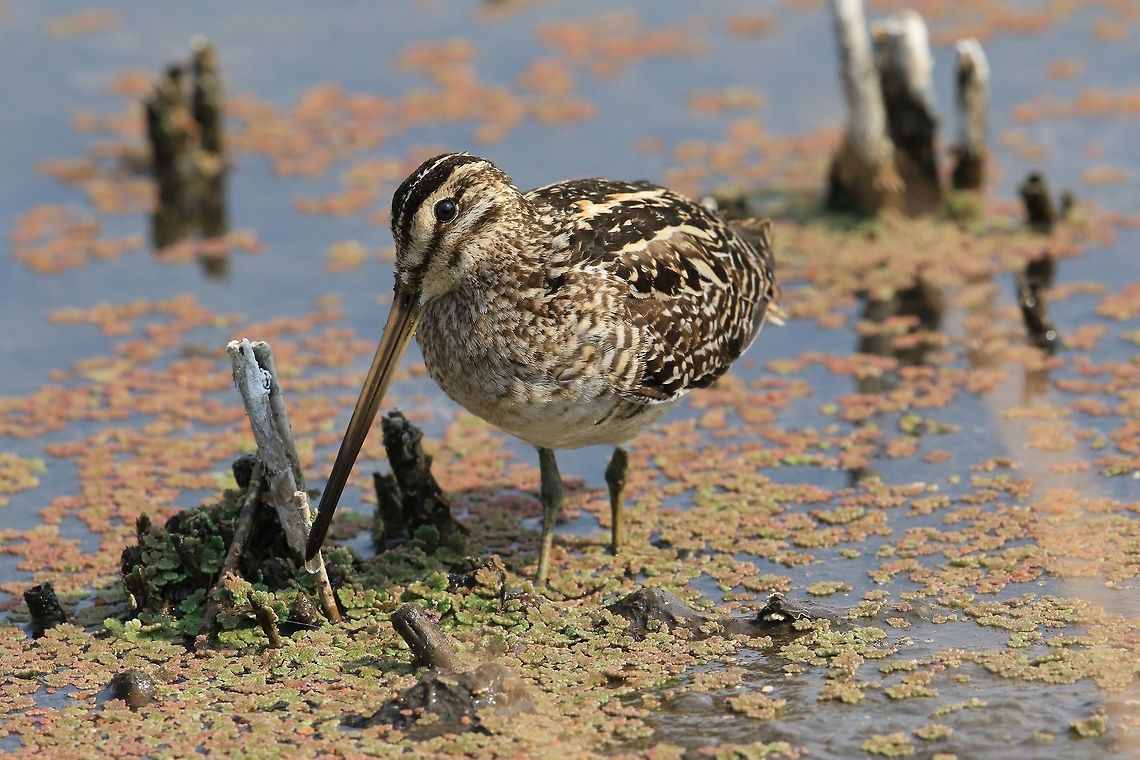 African Snipe. Normally a bit tricky to get close enough to get a few shots off , got a bit lucky. African snipe,Gallinago nigripennis,Geotagged,South Africa,Winter