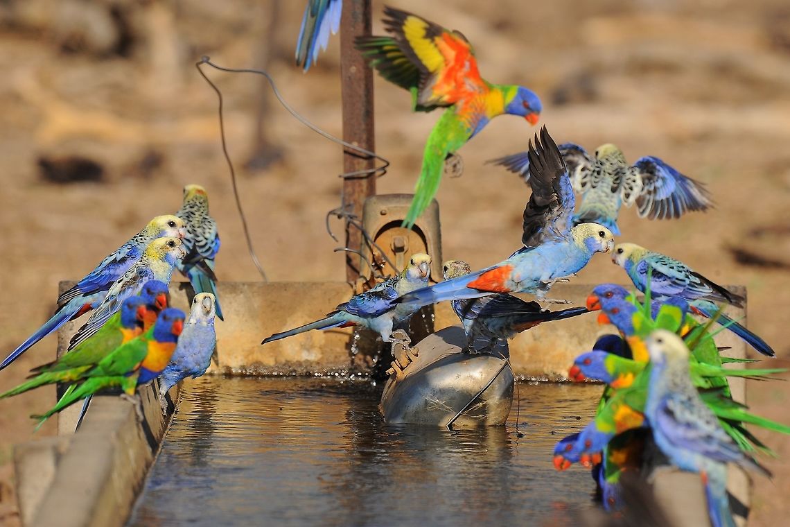 Pale Headed Rosellas. The Pale Headed Rosella only occurs in the far North East part of Australia. They take advantage of the cattle troughs to drink and bath as the temperatures reach 40 deg plus around Nov Dec. Australia,Fall,Geotagged,Pale-headed Rosella,Platycercus adscitus