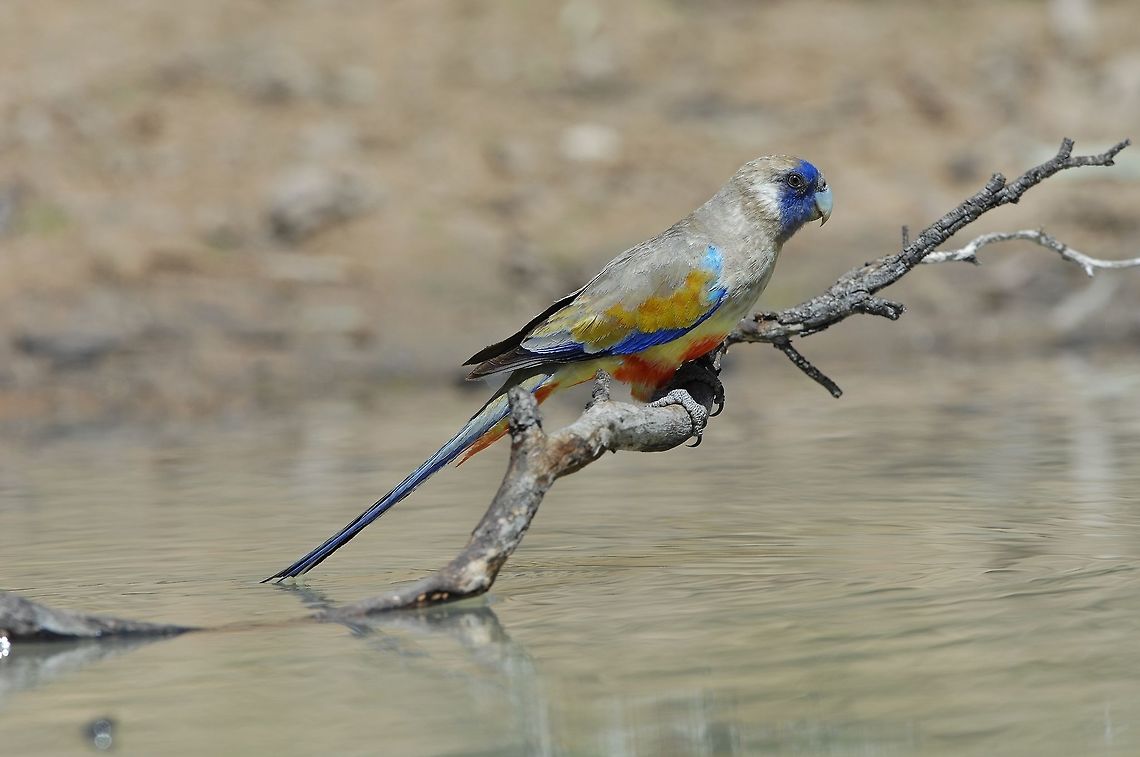 Male Blue Bonnet Parrot. Very wary bird hard to get close to. Australia,Eastern  bluebonnet,Geotagged,Northiella haematogaster