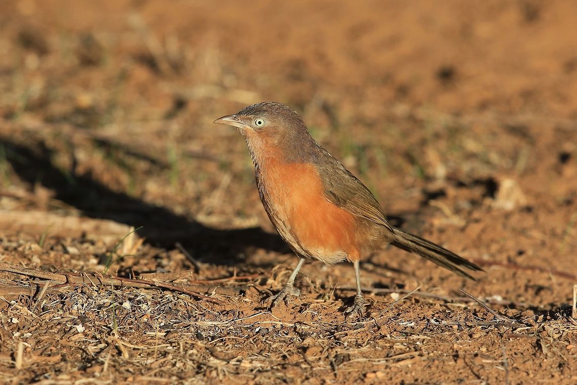 Rufous Chatterer. Good spotting Ferdy. Fall,Geotagged,Kenya,Roufous Chatterer,Turdoides rubiginosa