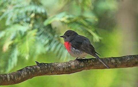 Rose Robin. (Male)  Australia,Geotagged,Petroica rosea,Rose robin,Summer