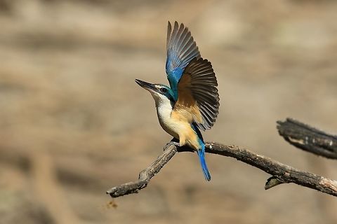 Sacred Kingfisher.  Australia,Geotagged,Sacred Kingfisher,Summer,Todiramphus sanctus