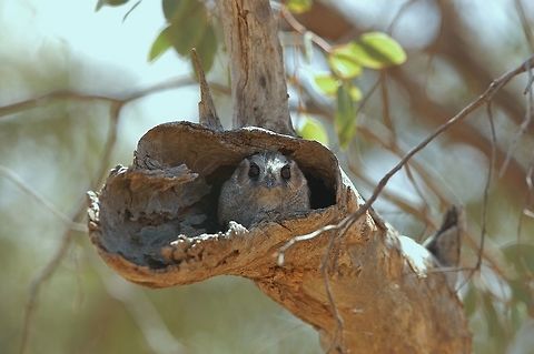 Owlet Nightjar.  These little fellows are fairly common they tend to call a lot during the day time hr,s. for some unknown reason.                                Aegotheles cristatus,Australia,Australian Owlet-nightjar,Geotagged