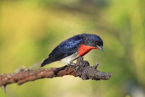 Mistletoebird. ( Male).  Australia,Dicaeum hirundinaceum,Fall,Geotagged,Mistletoebird