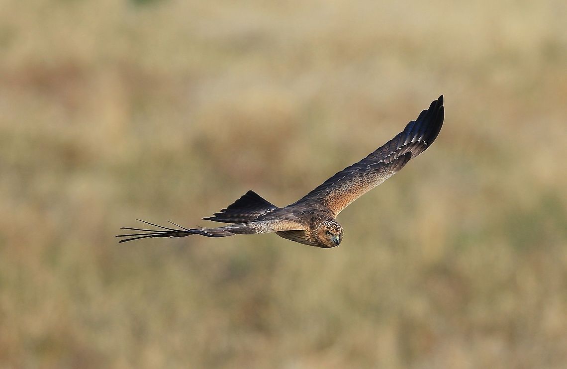 Swamp Harrier. This Harrier actually nests in the cumbungi in the swamps. On a few rare occasions farmers have found their nests  in the wheat crops when harvesting.  Australia,Circus approximans,Geotagged,Swamp harrier,Winter