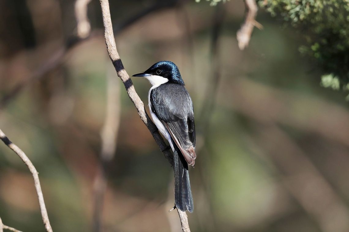 Restless Flycatcher. These are a very photographic bird tend to come over and check thing out. Australia,Geotagged,Myiagra inquieta,Restless flycatcher,Winter