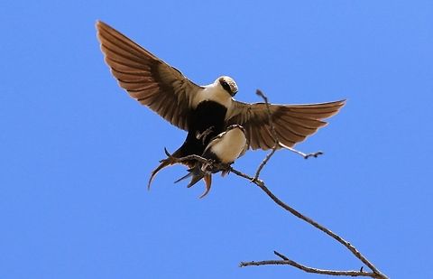 Pair of White Backed Swallows exercising. They burrow a long chamber into a sandy bank to breed. Australia,Cheramoeca leucosterna,Geotagged,Spring,white backed swallows