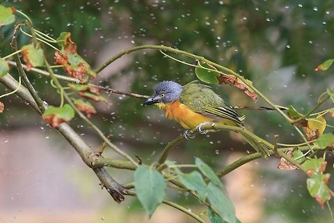Greyheaded Bush Shrike. Time to cool off. Geotagged,Grey-headed bushshrike,Kenya,Malaconotus blanchoti,Spring