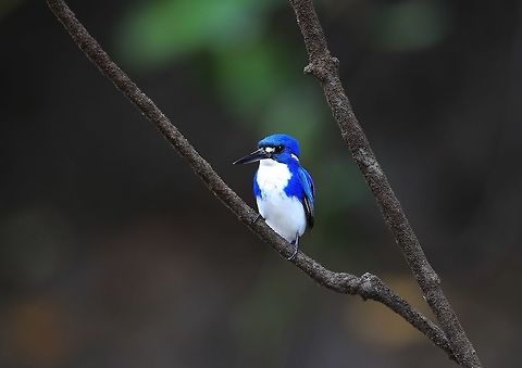 Little Kingfisher. 11.5cm in length makes this little kingfisher the smallest for Australia and extreamly hard to photograph as its habitat is in very dark mangrove creeks infested with millions of biting mosquitoes and the odd croc. Australia,Ceyx pusillus,Geotagged,Little kingfisher,Spring