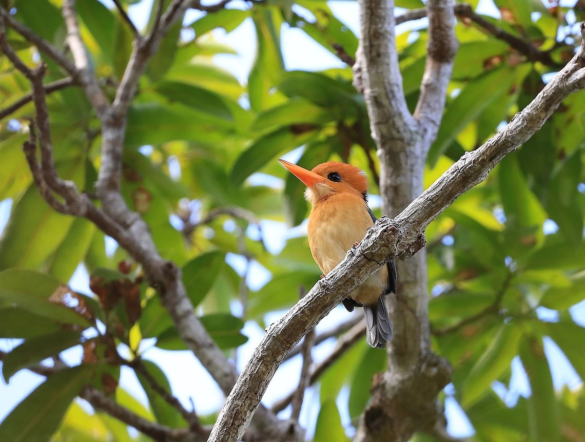 Yellow Billed KIngfisher.  Australia,Geotagged,Spring,Syma torotoro,yellow billed kingfisher