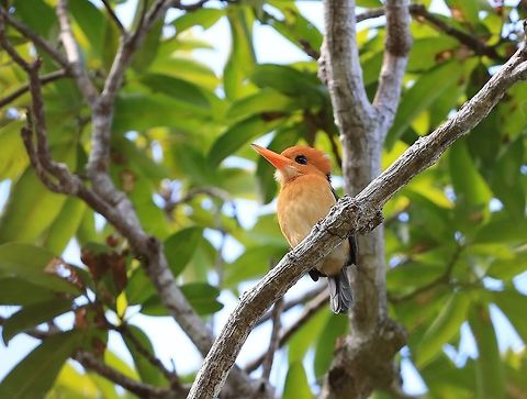 Yellow Billed KIngfisher.  Australia,Geotagged,Spring,Syma torotoro,yellow billed kingfisher