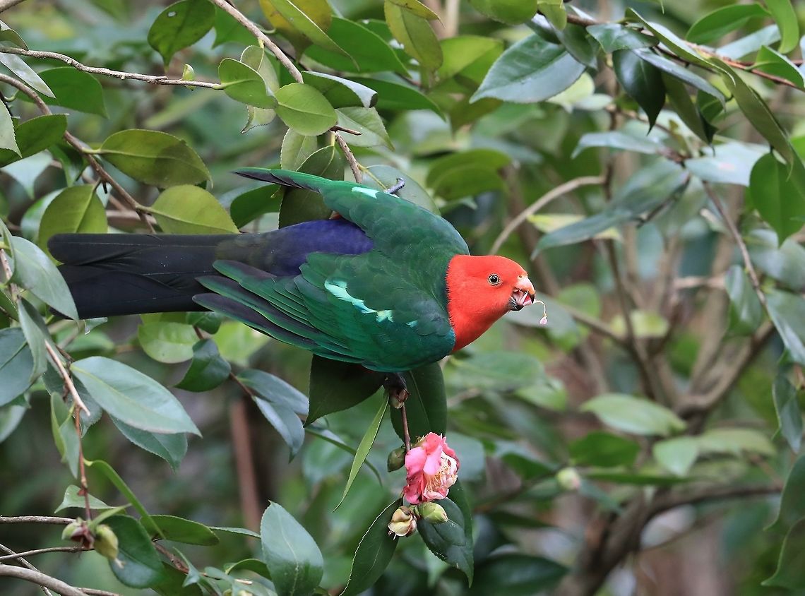 Australian King Parrot.  Alisterus scapularis,Australia,Australian king parrot aka muaiz,Geotagged,Spring