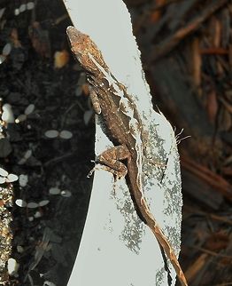 Brown Anole Basking in the white heat! Anolis sagrei,Brown anole