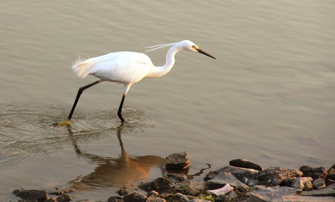 IMG_5739  Egretta garzetta,Geotagged,India,Little Egret,Spring