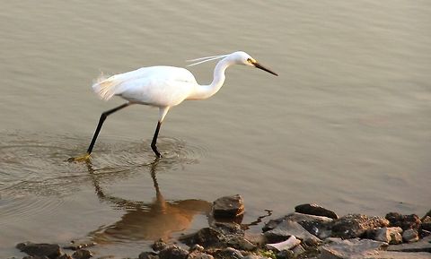 IMG_5739  Egretta garzetta,Geotagged,India,Little Egret,Spring