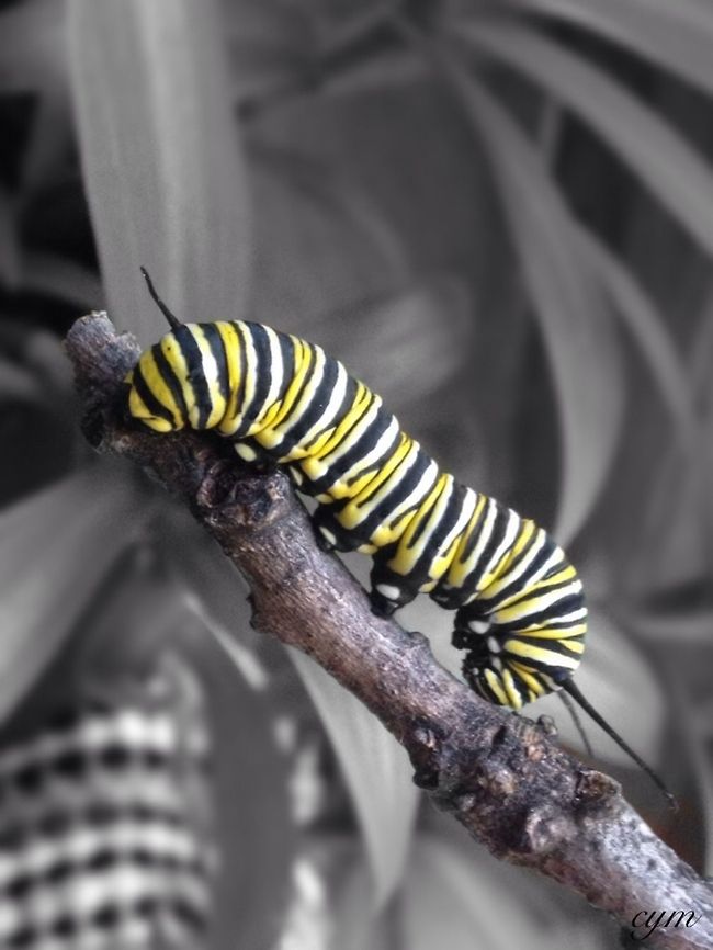 Monarch  Danaus plexippus,Monarch