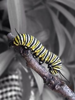 Monarch  Danaus plexippus,Monarch