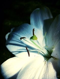 Beauty  Lilium candidum,Madonna Lily