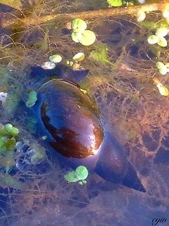 Peace A close up picture of a Great pond snail Great pond snail,Lymnaea stagnalis